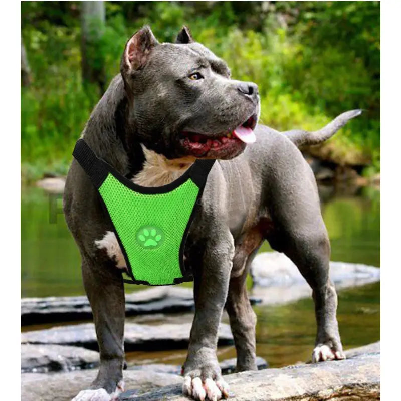 Breathable Mesh Harness